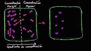 Difusión  Membranas y transporte  Biología  Khan Academy en Español [upl. by Siuoleoj363]