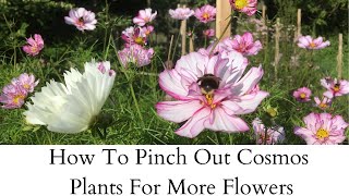 How To Pinch Out Cosmos For More Flowers  Cloudberry Flowers [upl. by Helena]