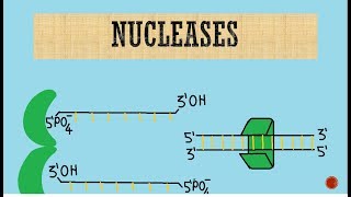 Nucleases  Exonucleases  Endonucleases [upl. by Adlemi]