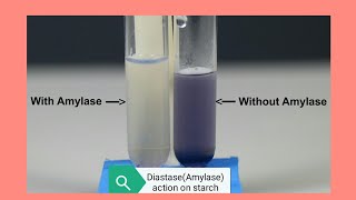 Experiment to test enzyme action by putting diastase in starch solutionPractical Biology62 [upl. by Teage]