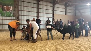 Vernon County Fairs Little Britches Dairy Show [upl. by Asilef]