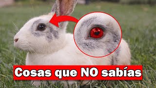 Curiosidades que NO SABÍAS de los conejos  Top 15 [upl. by Paulina]