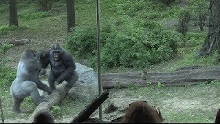 Gorillas get active after eclipse [upl. by Arad]