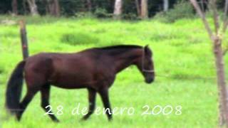 Curación Infosura  Laminitis con Homeopatía [upl. by Alol]