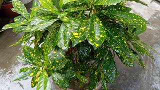 Croton Plant Care amp grow tips  क्रोटोन के पौधों के बारे मैं सारी जानकारी  All Tips  Part 2 [upl. by Eimmac]