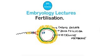 Embryology Lectures  Fertilisation  Dr Ashok K R [upl. by Yetah]