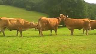 French Limousin Cows [upl. by Kacerek]