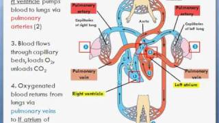 Basic Heart Circulation Pulmonary amp Sytemic circuits [upl. by Osicnarf]