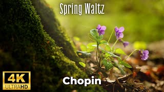 Spring Waltz Mariage dAmour Chopin 4K [upl. by Hyland]