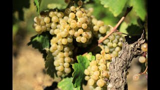 Gigondas un terroir de blanc  rencontre avec Georges Truc Lydia et Claude Bourguignon [upl. by Cardie374]