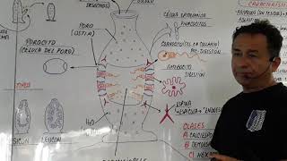 PHYLUM PORÍFEROS  ESPONJAS  CLASIFICACIÓN DE LOS PORÍFEROS [upl. by Earezed]