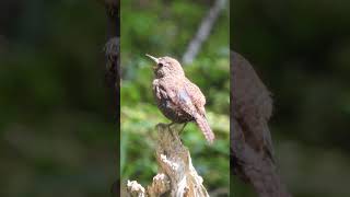 ミソサザイ幼鳥のさえずりTroglodytes troglodytes young bird singing359野鳥shorts [upl. by Botnick]