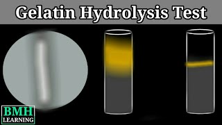 Geletin Hydrolysis Test  Biochemical Test For Gelatinase [upl. by Muraida650]