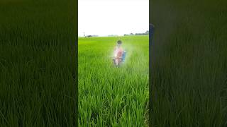 Paddy insecticide fungicide spray dhan Chas paddy cultivation India shorts viralvideo [upl. by Truscott]