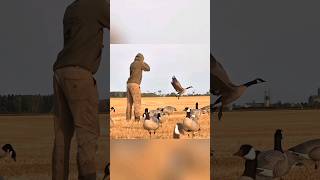 Geese headshot youtubeshorts goosehunting birdhunting hunting [upl. by Amahs]