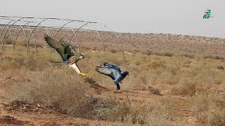 Amazing video of a falcon chasing its homing pigeon [upl. by Airdnax569]