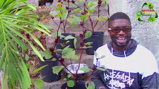 Growing and Harvesting Roselle In A Gallon Container Pot  Agrosuede ✔ [upl. by Dimitri]