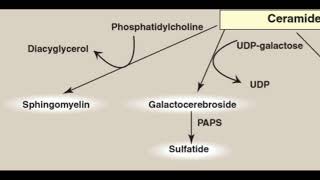 Phospholipids  Metabolism [upl. by Vastah809]