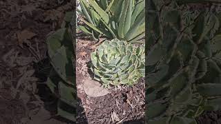 Large Agave KichioKan full of pups growing healthy agavefarmer agave [upl. by Ettelohcin]