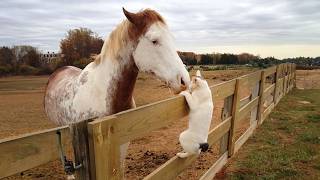 Cats and Horses have interactions too you know😂 😂Cute Animals videos [upl. by Eilyk]