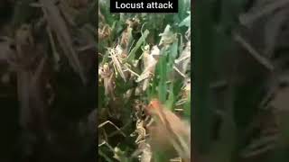 Locust attack on field locustattackentomologyinsectsshorts [upl. by Hoashis]