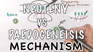 Neoteny Vs Paedogenesis  Mechanism of Neoteny [upl. by Arlina]