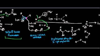 Biochemistry  Deoxyribose5Phosphate Aldolase  Physiology Biochemistry amp Mechanism [upl. by Demp]