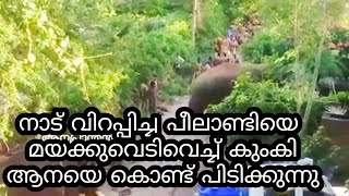 Peelandi  പീലാണ്ടിയെ കുംകി ആനയെ കൊണ്ട് പിടിക്കുന്നത് കണ്ടിട്ടുണ്ടോ കോടനാട് പീലാണ്ടി [upl. by Doran]