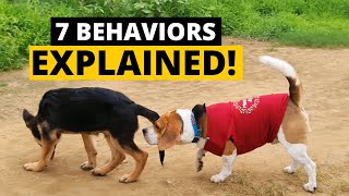 7 Strange Beagle Behaviors Explained [upl. by Yeleak]