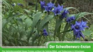 SchwalbenwurzEnzian Gentiana asclepiadea [upl. by Adyol]