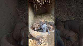 Shikari Dog Puppies  Soor Ke Shikar Waly Puppies [upl. by Ginsburg]