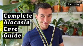 Alocasia Zebrina Complete Care Guide Repotting and Common Problems [upl. by Michelle894]