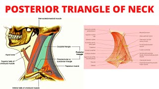 Posterior Triangle of Neck [upl. by Amsa]