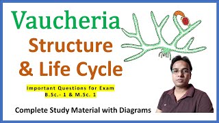 Vaucheria  Structure amp Life cycle  Asexual amp Sexual reproduction  Synzoospores  Gongrosira stage [upl. by Hillard]