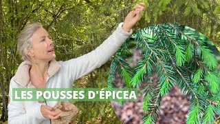 Cueillir et cuisiner les pousses dépicéa et de sapin [upl. by Ennayehc]