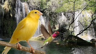 Sonido de Agua Cayendo Por una Cascada con Pájaros del Bosque  12 Horas ASMR Para Dormir Descansar [upl. by Odrarebe]