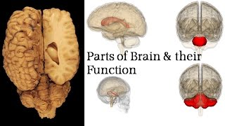 Biology – Forebrain Midbrain and Hindbrain structure Function in 5 minutes [upl. by Naarah]