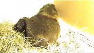 Meerschweinchen Geburt Guinea pig giving birth [upl. by Nuoras]