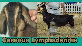 KGF  Caseous Lymphadenitis in goats [upl. by Zelle]