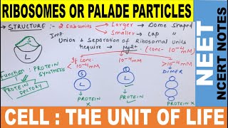 Ribosomes functions and structure  Palade Particles  Class 11  Ribosomes for NEET  NEET 2021 [upl. by Eniala]