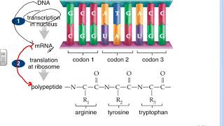 Transcription and Translation [upl. by Udell838]