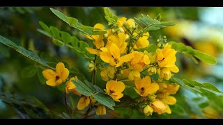 Analysis of Gallic Acid and Kaempferol in Chloroform and Ethanol Extract of Cassia hirsuta Seeds [upl. by Orella736]