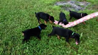 Doberman Puppies [upl. by Nelak]