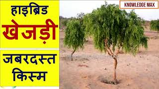 हाइब्रिड खेजड़ी  जबरदस्त मुनाफे वाली किस्म। Hybrid Kejri Tree Profitable Agri Cultivation [upl. by Ytram]