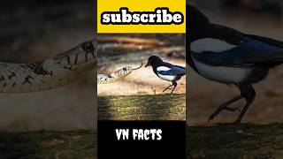 youtubeshorts vnfactstelugu viralvideo facts amazingfacts viralfacts unknownfacts vnfacts [upl. by Eidahs]