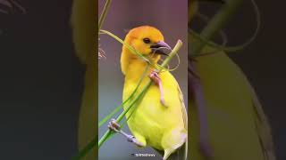 Architect of Nature  Baya Weaver Bird [upl. by Imak]