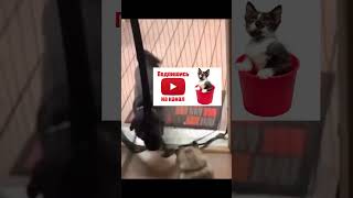 FUNNY CATS 54 cat memes india 4k yt youtube funny freefire shorts short shortvideo cats [upl. by Callan]