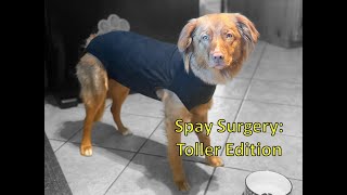 Dog Spay Surgery  Recovery What to Expect and Essential Items [upl. by Notreb]