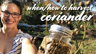 How to Grow CorianderDhaniyaCilantro at Home WITHIN 10 DAYS [upl. by Virginia512]