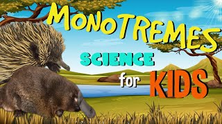 Monotremes  The only Mammals that lay Eggs  Science for Kids [upl. by Bowne949]